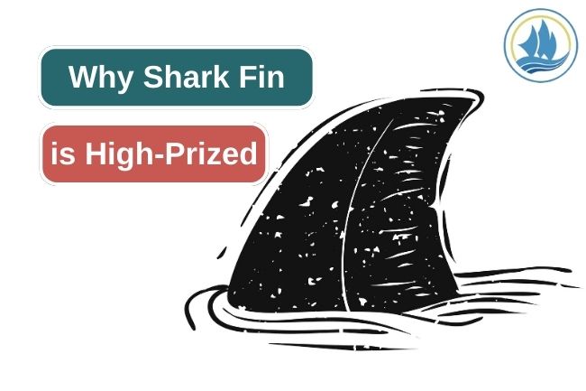 The Reason Behind Shark Fins becoming Valuable Product